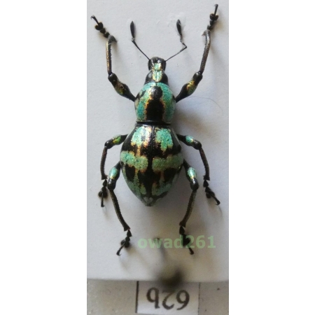 Metapocyrtus subquadrulifer (Waterhouse, 1842) female Philippines62b